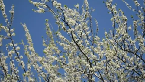 Flowering branches of the cherry tree sway in the wind Stock Footage 169603798