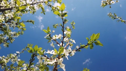 Flowering branches of cherry trees swaying in the wind in a sunny day Stock Footage 107714338