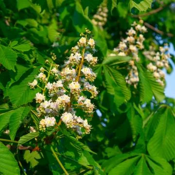 Flowering branches of chestnut Stock Photos