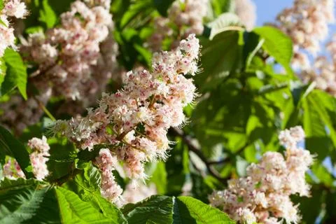 Flowering branches of chestnut Stock Photos