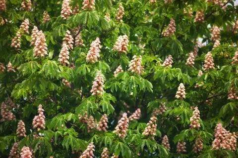 Flowering branches of chestnut Stock Photos