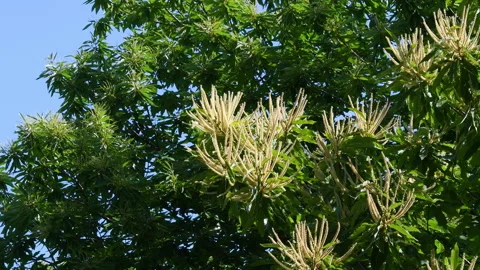 Flowering branches of Chestnut tree (Castanea Sativa) during the summer season. Stock Footage 197768340