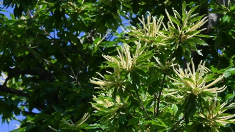 Flowering branches of Chestnut tree (Castanea Sativa) Stockbeeldmateriaal 197773718