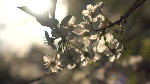 Flowering branches close up and a ray of sunshine Stock Footage 68921151
