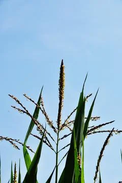 Flowering branches of corn. Corn on a background of blue sky. Stock Photos