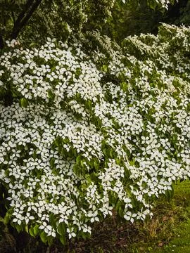 Flowering branches of Cornus kousa tree Stock Photos