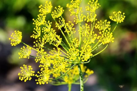 Flowering branches of dill. Foto stock