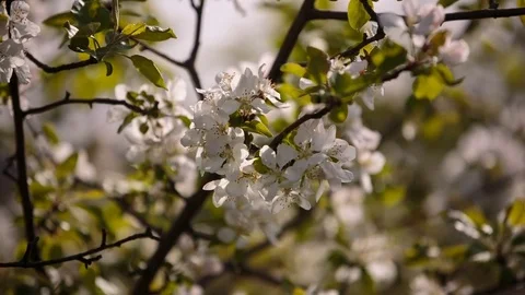 Flowering branches of fruit trees apricots, cherries, plums swaying in the wind Stock Footage 75136276
