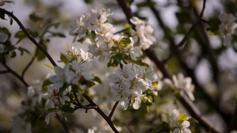 Flowering branches of fruit trees apricots, cherries, plums swaying in the wind Stock Footage 75136787