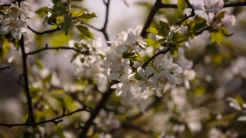 Flowering branches of fruit trees apricots, cherries, plums swaying in the wind Stock Footage 75138048