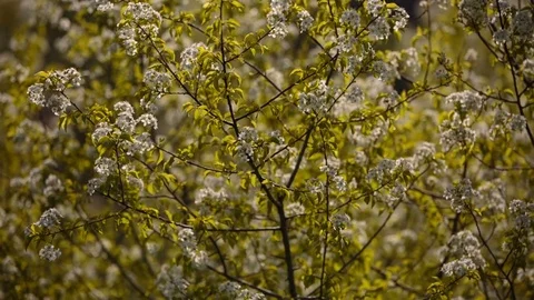 Flowering branches of fruit trees apricots, cherries, plums swaying in the wind Stock Footage 75141104