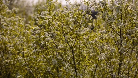 Flowering branches of fruit trees apricots, cherries, plums swaying in the wind Stock Footage 75143325