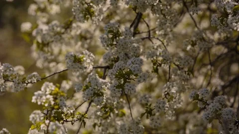 Flowering branches of fruit trees apricots, cherries, plums swaying in the wind Stock Footage 75144800