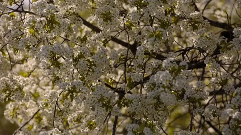 Flowering branches of fruit trees apricots, cherries, plums swaying in the wind Stock Footage 75146769