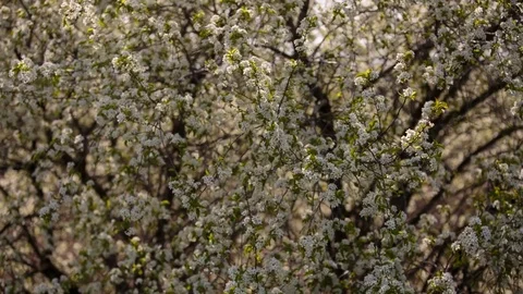 Flowering branches of fruit trees apricots, cherries, plums swaying in the wind Stock Footage 75149014