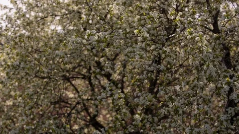 Flowering branches of fruit trees apricots, cherries, plums swaying in the wind Stock Footage 75149411