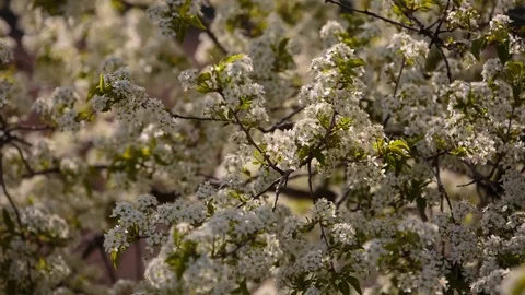 Flowering branches of fruit trees apricots, cherries, plums swaying in the wind Stock Footage 75149516
