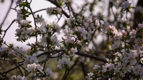 Flowering branches of fruit trees apricots, cherries, plums swaying in the wind Stock Footage 75150035