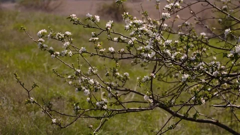 Flowering branches of fruit trees apricots, cherries, plums swaying in the wind Stock Footage 75150113