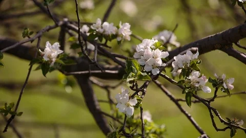 Flowering branches of fruit trees apricots, cherries, plums swaying in the wind Stock Footage 75150370