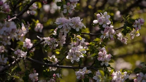 Flowering branches of fruit trees apricots, cherries, plums swaying in the wind Stock Footage 75150652
