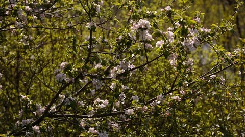 Flowering branches of fruit trees apricots, cherries, plums swaying in the wind Stock Footage 75151127