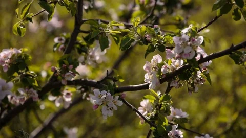 Flowering branches of fruit trees apricots, cherries, plums swaying in the wind Stock Footage 75151540