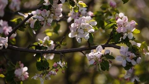 Flowering branches of fruit trees apricots, cherries, plums swaying in the wind Stock Footage 75151833