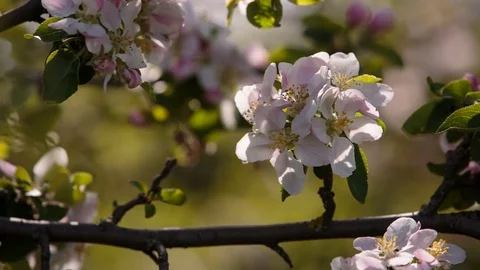 Flowering branches of fruit trees apricots, cherries, plums swaying in the wind Stock Footage 75152183