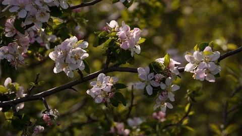 Flowering branches of fruit trees apricots, cherries, plums swaying in the wind Stock Footage 75152396