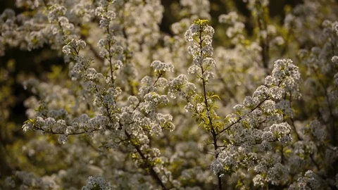 Flowering branches of fruit trees apricots, cherries, plums swaying in the wind Stock Footage 75152815