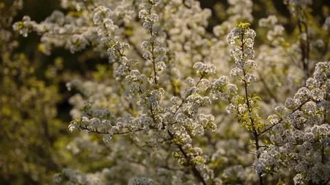Flowering branches of fruit trees apricots, cherries, plums swaying in the wind Stock Footage 75153216