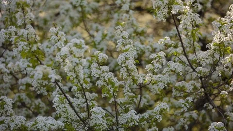 Flowering branches of fruit trees apricots, cherries, plums swaying in the wind Stock Footage 75153678