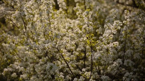 Flowering branches of fruit trees apricots, cherries, plums swaying in the wind Stock Footage 75153829