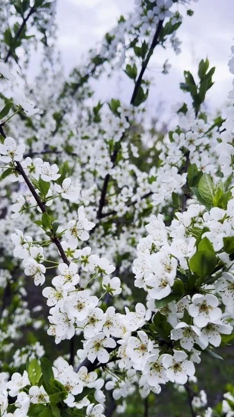 Flowering branches of fruit trees are covered with white flowers Video stock 343537147