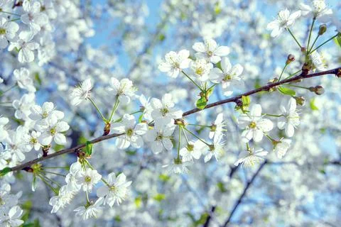 Flowering branches of fruit trees for a spring mood Stock Photos
