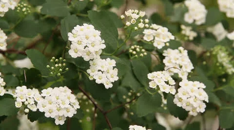 Flowering branches of hawthorn Stock Footage 23738614