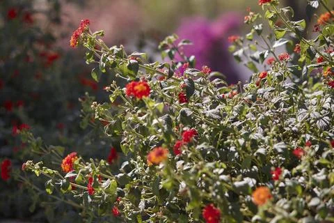  Flowering branches lit by the rays of the summer sun Flowering branches C... 스톡 사진