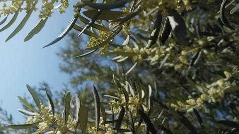 Flowering branches of the Olive Tree swaying in the wind Stock Footage 308383005