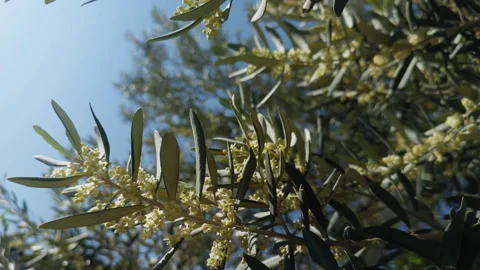 Flowering branches of the Olive Tree swaying in the wind Stock Footage 308385390