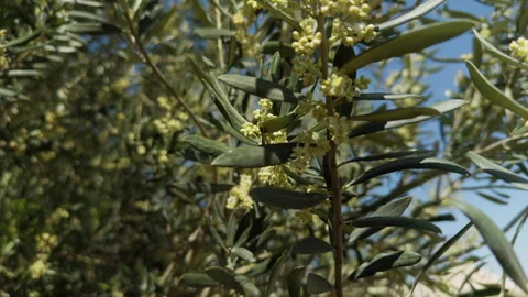 Flowering branches of the Olive Tree swaying in the wind Stock Footage 308388053