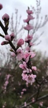 Flowering branches of peach in spring Foto stock