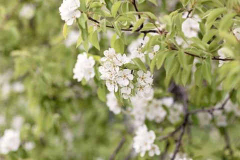 Flowering branches of pear Stock Photos