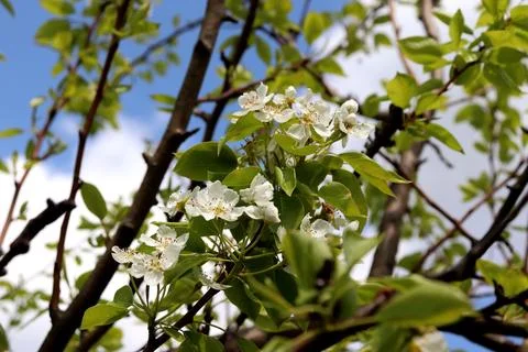 Flowering branches of pear tree with white flowers against blue sky in garden Stock Photos