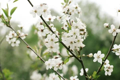 Flowering branches Stock Photos