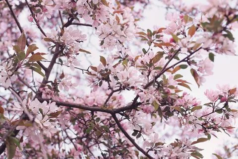 Flowering branches Stock Photos