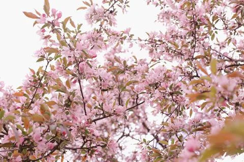 Flowering branches Foto stock