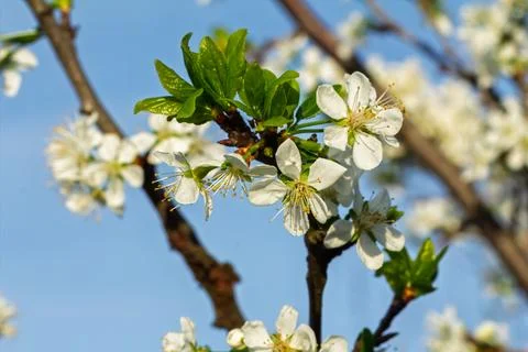 Flowering branches of a plum tree. The small leaves and flowers. Stock Photos