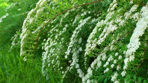 Flowering branches of a shrub Stock Footage 160006069