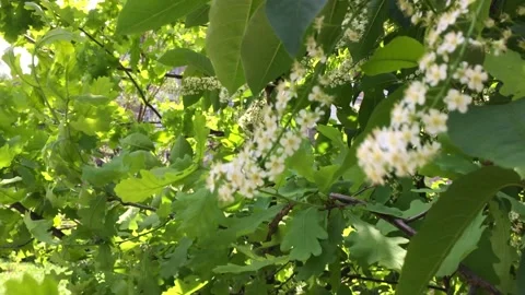 Flowering branches of shrubs sway in the wind. White flowers, spring Stock Footage 154255930